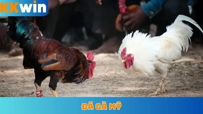 Đá Gà Mỹ